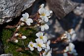 18_saxifraga vandelii